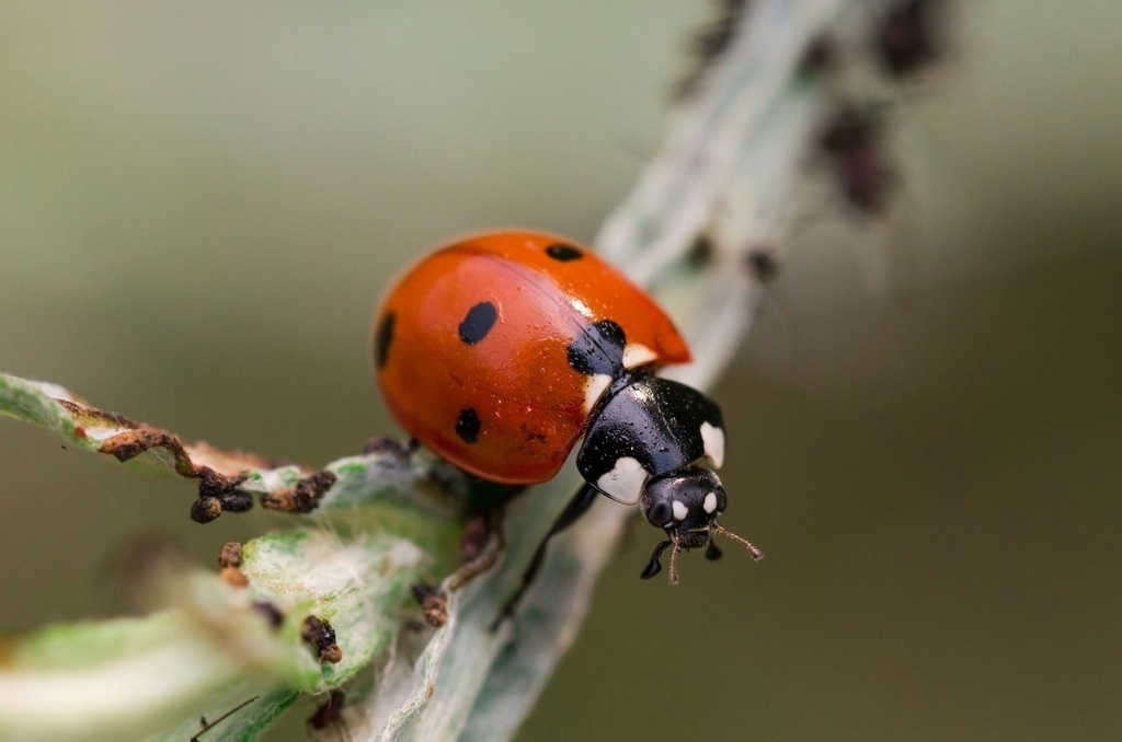 Omiljeni insekt – da li bubamara zaista donosi sreću?